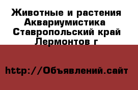 Животные и растения Аквариумистика. Ставропольский край,Лермонтов г.